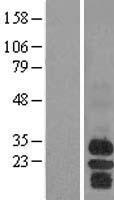 BAFF Receptor / CD268 Protein - Western validation with an anti-DDK antibody * L: Control HEK293 lysate R: Over-expression lysate