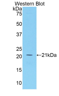 BAFF / TNFSF13B Antibody - Western blot of recombinant BAFF.  This image was taken for the unconjugated form of this product. Other forms have not been tested.