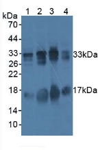 BAFF / TNFSF13B Antibody - Western Blot; Sample: Lane1: Porcine Liver Tissue; Lane2: Human Lung Tissue; Lane3: Mouse Testis Tissue; Lane4: Mouse Uterus Tissue.