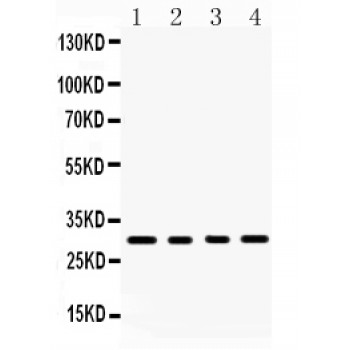 BAFF / TNFSF13B Antibody - BAFF antibody Western blot. All lanes: Anti BAFF at 0.5 ug/ml. Lane 1: Rat Kidney Tissue Lysate at 50 ug. Lane 2: Rat Spleen Tissue Lysate at 50 ug. Lane 3: Mouse Spleen Tissue Lysate at 50 ug. Lane 4: Human Placenta Tissue Lysate at 50 ug. Predicted band size: 31 kD. Observed band size: 31 kD.
