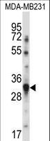 BAFF / TNFSF13B Antibody - TNFSF13B Antibody western blot of MDA-MB231 cell line lysates (35 ug/lane). The TNFSF13B antibody detected the TNFSF13B protein (arrow).