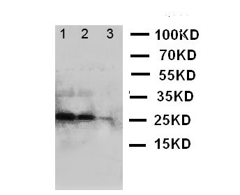BAFF / TNFSF13B Antibody - WB of BAFF antibody. Lane 1: Recombinant Human BAFF Protein 10ng. Lane 2: Recombinant Human BAFF Protein 5ng. Lane 3: Recombinant Human BAFF Protein 2.5ng.