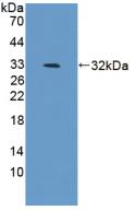 BAFF / TNFSF13B Antibody - Western Blot; Sample: Recombinant BAFF, Mouse.