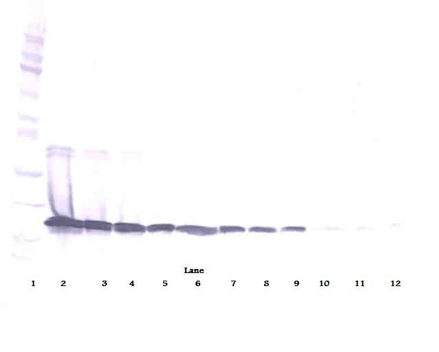 BAFF / TNFSF13B Antibody - Western Blot (reducing) of BAFF antibody This image was taken for the unconjugated form of this product. Other forms have not been tested.