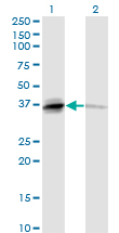 BAFF / TNFSF13B Antibody - Western blot of TNFSF13B expression in transfected 293T cell line by TNFSF13B monoclonal antibody (M04), clone 2C11.