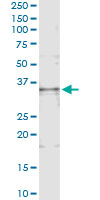 BAFF / TNFSF13B Antibody - Immunoprecipitation of TNFSF13B transfected lysate using anti-TNFSF13B monoclonal antibody and Protein A Magnetic Bead.