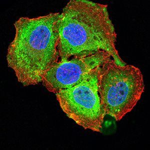 BAFF / TNFSF13B Antibody - Immunofluorescence analysis of SMMC-7721 cells using TNFSF13B mouse mAb (green). Blue: DRAQ5 fluorescent DNA dye. Red: Actin filaments have been labeled with Alexa Fluor- 555 phalloidin. Secondary antibody from Fisher