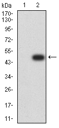BAFF / TNFSF13B Antibody - Western blot analysis using TNFSF13B mAb against HEK293 (1) and TNFSF13B (AA: 116-278)-hIgGFc transfected HEK293 (2) cell lysate.