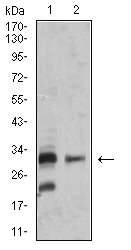 BAFF / TNFSF13B Antibody - Western blot analysis using TNFSF13B mouse mAb against SK-N-SH (1) and MOLT4 (2) cell lysate.