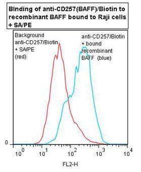 BAFF / TNFSF13B Antibody - Flow cytometry of BAFF antibody This image was taken for the unconjugated form of this product. Other forms have not been tested.