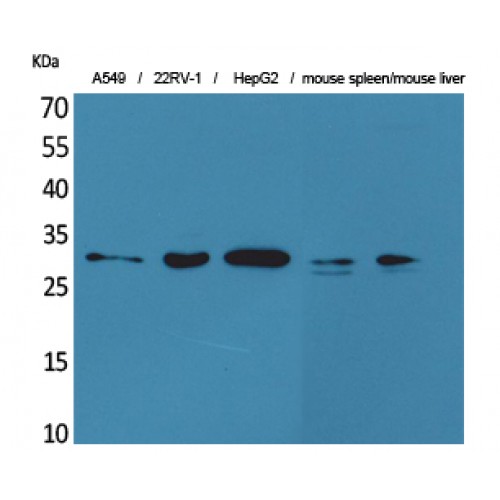 BAFF / TNFSF13B Antibody - Western blot of TALL-1 antibody