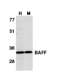 BAFF / TNFSF13B Antibody - Western blot of BAFF in human HL60 cell lysate (H) and murine spleen tissue lysate (M) with BAFF antibody at 1 ug/ml.