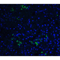 BAFF / TNFSF13B Antibody - Immunofluorescence of BAFF in human spleen tissue with BAFF antibody at 20 µg/ml.Green: BAFF Antibody  Blue: DAPI staining