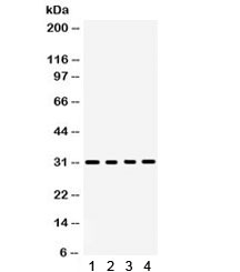 BAFF / TNFSF13B Antibody