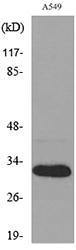 BAFF / TNFSF13B Antibody - Western blot analysis of lysate from A549 cells, using TNFSF13B Antibody.