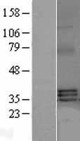 BAFF / TNFSF13B Protein - Western validation with an anti-DDK antibody * L: Control HEK293 lysate R: Over-expression lysate