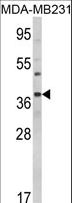 BAG1 / BAG-1 Antibody - Western blot of BAG1 Antibody in MDA-MB231 cell line lysates (35 ug/lane). BAG1 (arrow) was detected using the purified antibody.