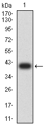BAG1 / BAG-1 Antibody - Western blot analysis using BAG1 mAb against human BAG1 (AA: 219-346) recombinant protein. (Expected MW is 40.6 kDa)
