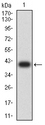 BAG1 / BAG-1 Antibody - Western blot analysis using BAG1 mAb against human BAG1 (AA: 219-346) recombinant protein. (Expected MW is 40.6 kDa)