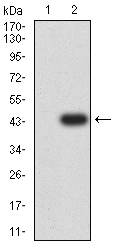BAG1 / BAG-1 Antibody - Western blot analysis using BAG1 mAb against HEK293 (1) and BAG1 (AA: 219-346)-hIgGFc transfected HEK293 (2) cell lysate.