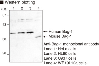 BAG1 / BAG-1 Antibody