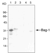 BAG1 / BAG-1 Antibody - Western blot: Lane 1 Bag-1 (recombinant), lane 2 Jurkat cell lysate; lane 3 U937 cell lysate, lane 4 NIH3T3 cell lysate and lane 5 PC12 cell lysate probed with Bag-1monoclonal antibody (4A2).