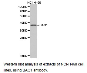 BAG1 / BAG-1 Antibody - Western blot.