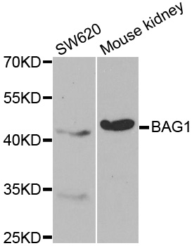 BAG1 / BAG-1 Antibody - Western blot analysis of extracts of various cell lines, using BAG1 antibody at 1:1000 dilution. The secondary antibody used was an HRP Goat Anti-Rabbit IgG (H+L) at 1:10000 dilution. Lysates were loaded 25ug per lane and 3% nonfat dry milk in TBST was used for blocking.