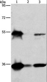 BAG1 / BAG-1 Antibody - Western blot analysis of HeLa, K562 and Raji cell, using BAG1 Polyclonal Antibody at dilution of 1:750.