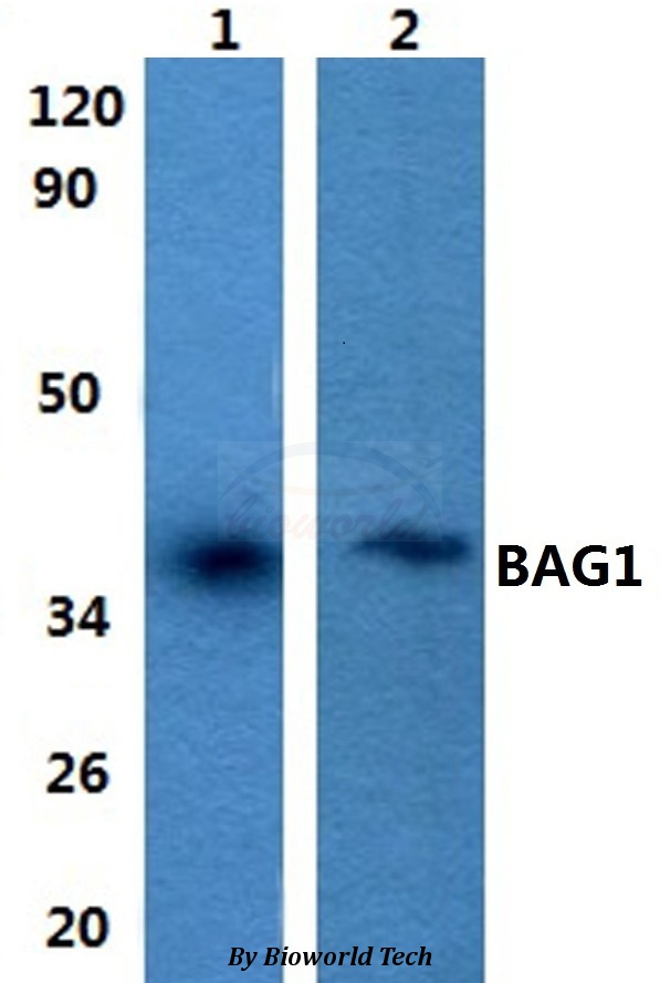 BAG1 / BAG-1 Antibody - Western blot of BAG1 antibody at 1:500 dilution. Lane 1: HEK293T whole cell lysate. Lane 2: Raw264.7 whole cell lysate.