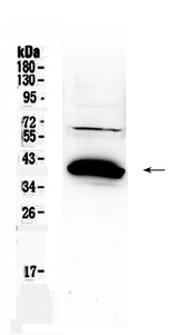 BAG1 / BAG-1 Antibody - Western blot - Anti-Bag1 Picoband Antibody