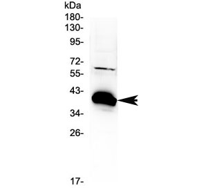 BAG1 / BAG-1 Antibody - Western blot testing of rat kidney tissue with BAG1 antibody at 0.5ug/ml. Predicted molecular weight ~39 kDa.