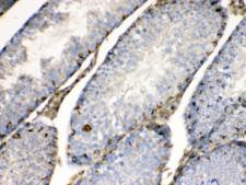 BAG1 / BAG-1 Antibody - IHC testing of FFPE mouse testis tissue with BAG1 antibody at 1ug/ml. Required HIER: steam section in pH6 citrate buffer for 20 min and allow to cool prior to testing.