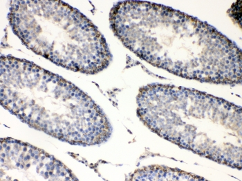 BAG1 / BAG-1 Antibody - IHC testing of FFPE rat testis tissue with BAG1 antibody at 1ug/ml. Required HIER: steam section in pH6 citrate buffer for 20 min and allow to cool prior to testing.