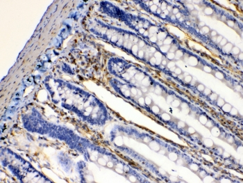 BAG1 / BAG-1 Antibody - IHC testing of FFPE rat intestine tissue with BAG1 antibody at 1ug/ml. Required HIER: steam section in pH6 citrate buffer for 20 min and allow to cool prior to testing.