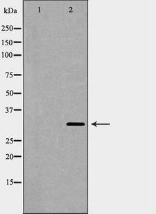 BAG1 / BAG-1 Antibody - Western blot analysis of Bag 1 expression in HeLa cells lysate. The lane on the left is treated with the antigen-specific peptide.