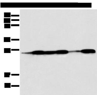 BAG2 Antibody - Western blot analysis of Human fetal muscle tissue HEPG2 Jurkat Hela A431 and A549 cell  using BAG2 Polyclonal Antibody at dilution of 1:550