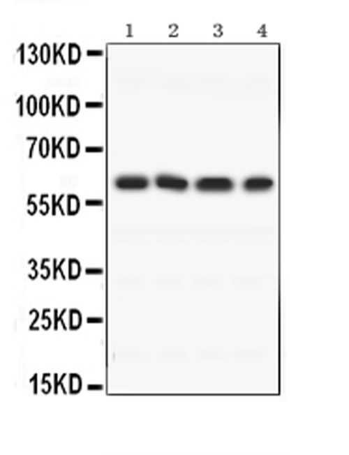 BAG3 / BAG-3 Antibody - anti-Bag3 Picoband antibody Western blotting All lanes: Anti Bag3 at 0.5ug/ml Lane 1: Rat Brain Tissue Lysate at 50ugLane 2: Rat Testis Tissue Lysate at 50ugLane 3: MCF-7 Whole Cell Lysate at 40ugLane 4: HELA Whole Cell Lysate at 40ugPredicted bind size: 62KD Observed bind size: 62KD