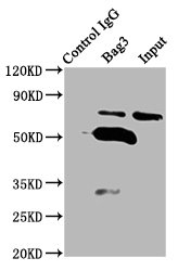 BAG3 / BAG-3 Antibody - Immunoprecipitating Bag3 in K562 whole cell lysate Lane 1: Rabbit control IgG (1µg) instead of Bag3 Antibody in K562 whole cell lysate.For western blotting, a HRP-conjugated Protein G antibody was used as the secondary antibody (1/2000) Lane 2: Bag3 Antibody (6µg) + K562 whole cell lysate (500µg) Lane 3: K562 whole cell lysate (10µg)