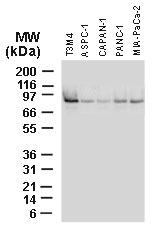 BAG3 / BAG-3 Antibody - Western blot of BAG-3 in human pancreatic cancer cell lines using Polyclonal Antibody to BAG-3 at 1:2000.
