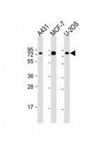 BAG3 / BAG-3 Antibody - All lanes: Anti-BAG3 Antibody (N-Term) at 1:2000 dilution. Lane 1: A431 whole cell lysate. Lane 2: MCF-7 whole cell lysate. Lane 3: U-2OS whole cell lysate Lysates/proteins at 20 ug per lane. Secondary Goat Anti-Rabbit IgG, (H+L), Peroxidase conjugated at 1:10000 dilution. Predicted band size: 62 kDa. Blocking/Dilution buffer: 5% NFDM/TBST.
