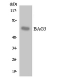 BAG3 / BAG-3 Antibody - Western blot of the lysates from K562 cells using BAG3 antibody.