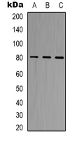 BAG3 / BAG-3 Antibody - Western blot analysis of BAG3 expression in K562 (A); HEK293T (B); HeLa (C) whole cell lysates.