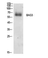 BAG3 / BAG-3 Antibody - Western Blot analysis of extracts from A549 cells using BAG3 Antibody.