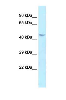 BAG4 / SODD Antibody - BAG4 / SODD antibody Western blot of 1 Cell lysate. Antibody concentration 1 ug/ml.  This image was taken for the unconjugated form of this product. Other forms have not been tested.