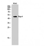 BAG4 / SODD Antibody - Western blot of Bag-4 antibody