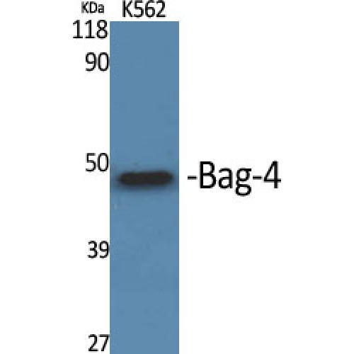 BAG4 / SODD Antibody - Western blot of Bag-4 antibody