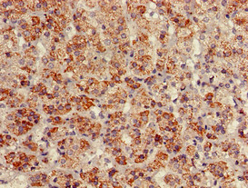 BAG4 / SODD Antibody - Immunohistochemistry of paraffin-embedded human adrenal gland tissue using BAG4 Antibody at dilution of 1:100