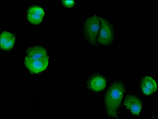 BAG4 / SODD Antibody - Immunofluorescent analysis of MCF-7 cells using BAG4 Antibody at a dilution of 1:100 and Alexa Fluor 488-congugated AffiniPure Goat Anti-Rabbit IgG(H+L)
