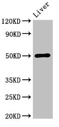 BAG4 / SODD Antibody - Western Blot Positive WB detected in: Mouse liver tissue All lanes: BAG4 antibody at 3.4µg/ml Secondary Goat polyclonal to rabbit IgG at 1/50000 dilution Predicted band size: 50, 46 kDa Observed band size: 50 kDa